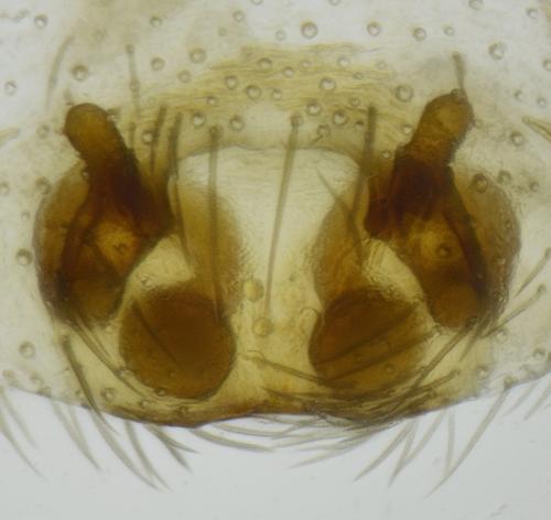 Zora nemoralis